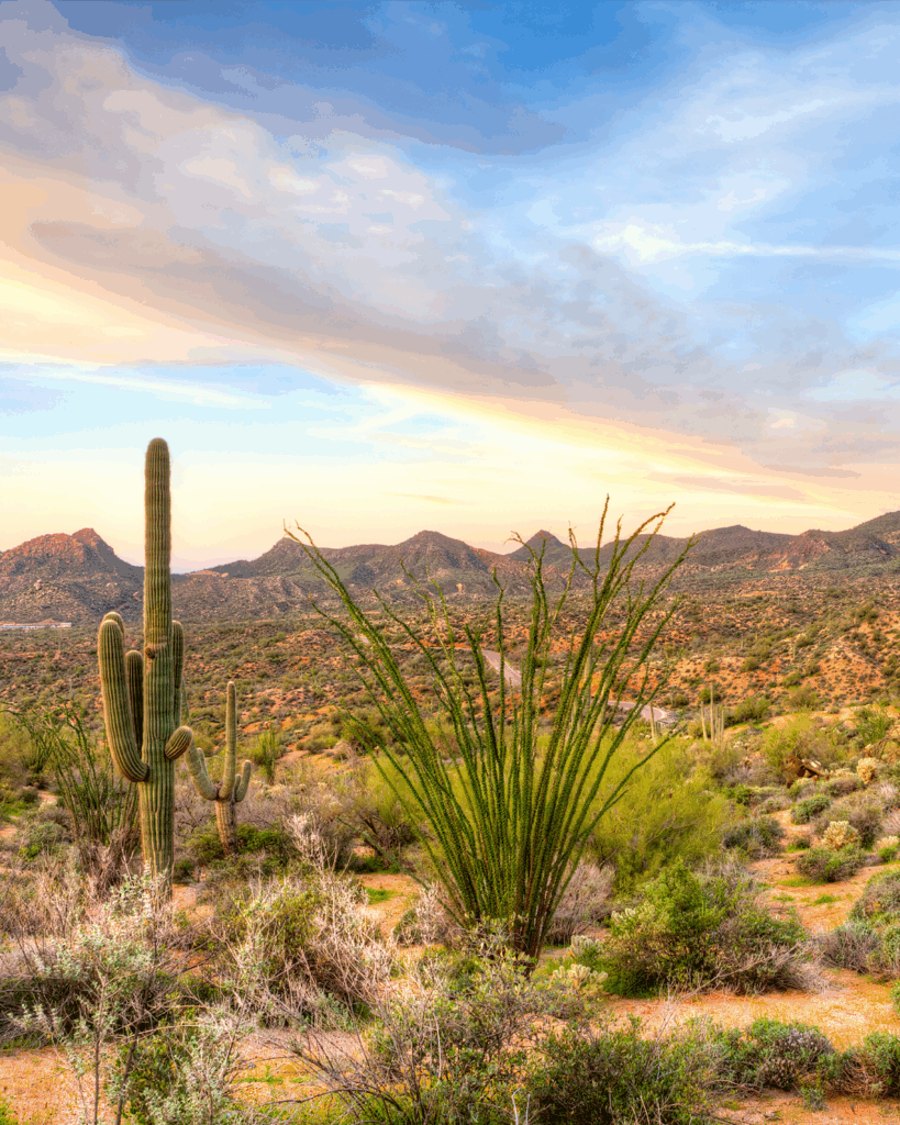 Arizona photo with plush tortoise